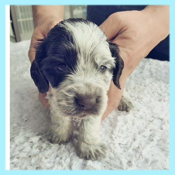 イングリッシュコッカースパニエル チョコレート&ローン オス 子犬販売の専門店 AngelWan 横浜