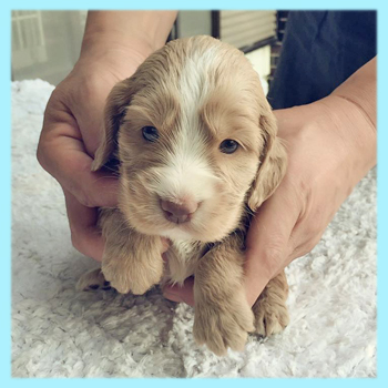 イングリッシュコッカースパニエル　レッド　オス　子犬販売の専門店　AngelWan　横浜