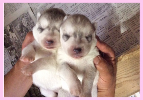 シベリアンハスキー　シルバー＆ホワイト　メス　子犬販売の専門店　AngelWan　横浜