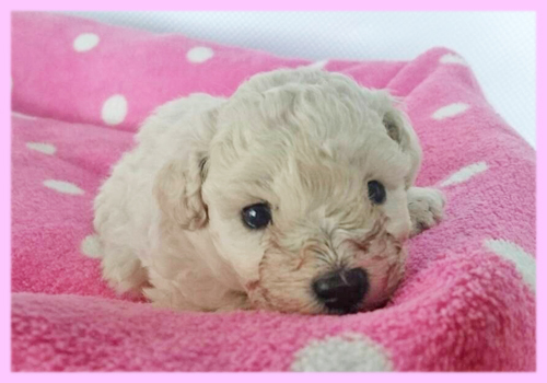 トイプードル　メス　子犬販売の専門店　AngelWan　横浜