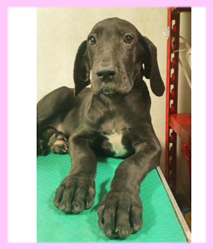 グレートデーン　ブラック　メス　子犬販売の専門店　AngelWan　横浜