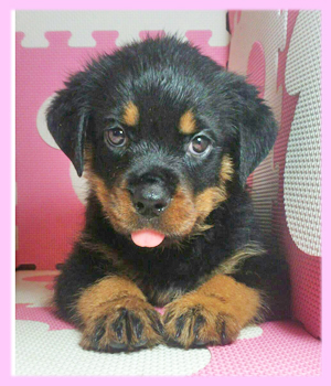 ロットワイラー メス 子犬販売の専門店 AngelWan 横浜