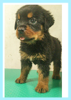 ロットワイラー　オス　子犬販売の専門店　AngelWan　横浜