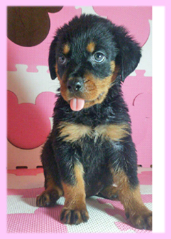 ロットワイラー メス 子犬販売の専門店 AngelWan 横浜