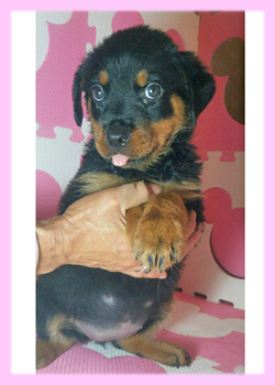 ロットワイラー　メス　子犬販売の専門店　AngelWan　横浜