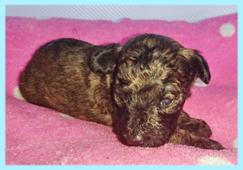 トイプードル ブリンドル オス 子犬販売の専門店 AngelWan 横浜