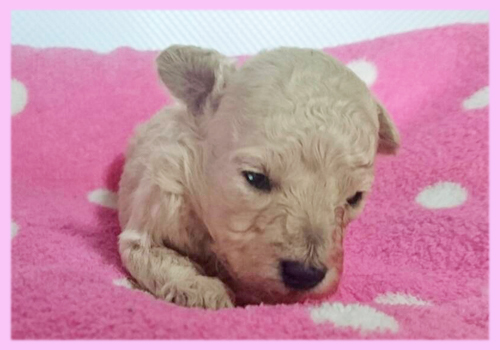 トイプードル クリーム メス 子犬販売の専門店 AngelWan 横浜