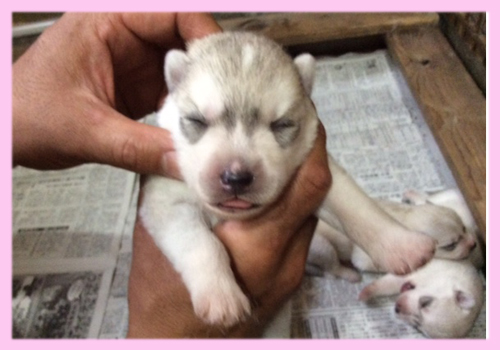 シベリアンハスキー　シルバー＆ホワイト　メス　子犬販売の専門店　AngelWan　横浜