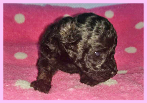 トイプードル ブラック メス 子犬販売の専門店 AngelWan 横浜