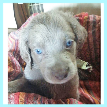 ワイマラナー　グレー　オス　子犬販売の専門店　AngelWan　横浜