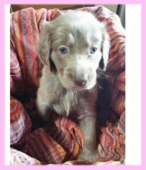 ワイマラナー　グレー　メス　子犬販売の専門店　AngelWan　横浜