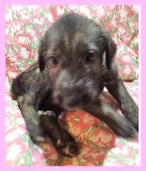 アイリッシュウルフハウンド　ブリンドル　メス　子犬販売の専門店　AngelWan　横浜