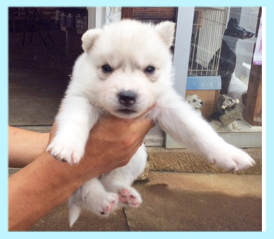 シベリアンハスキー シルバー&ホワイト オス 子犬販売の専門店 AngelWan 横浜