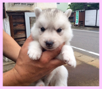 シベリアンハスキー　シルバー＆ホワイト　メス　子犬販売の専門店　AngelWan　横浜