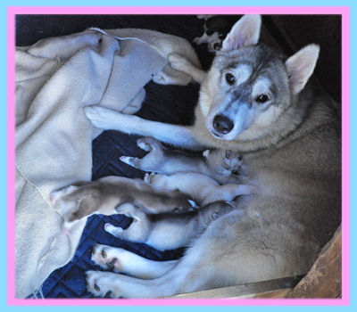 シベリアンハスキー　子犬販売の専門店　AngelWan　横浜