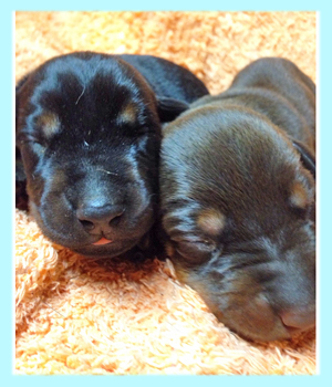 ドーベルマン　オス　子犬販売の専門店　AngelWan　横浜