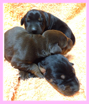 ドーベルマン　メス　子犬販売の専門店　AngelWan　横浜