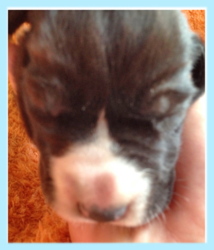 グレートデーン　マントル　オス　子犬販売の専門店　AngelWan　横浜