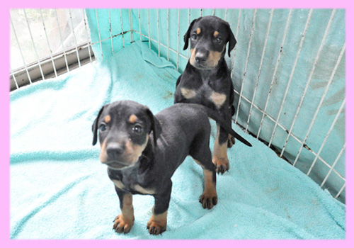 ドーベルマン メス 子犬販売の専門店 AngelWan 横浜