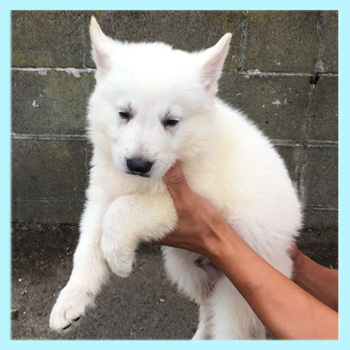 ホワイトシェパード　オス　子犬販売の専門店　AngelWan　横浜
