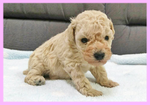 トイプードル クリーム メス 子犬販売の専門店 AngelWan 横浜