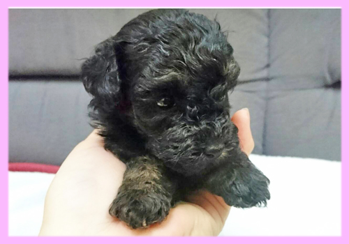 トイプードル ブラック メス 子犬販売の専門店 AngelWan 横浜