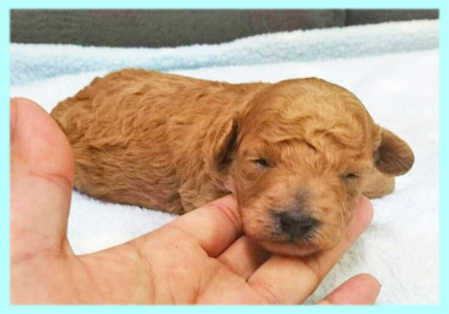 ミックス マルプー アプリコット オス 子犬販売の専門店 AngelWan 横浜