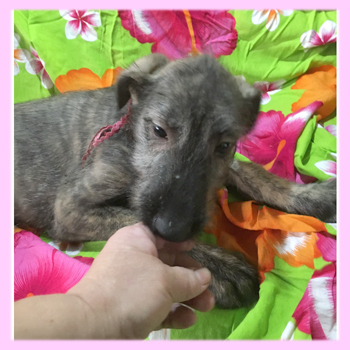 アイリッシュウルフハウンド　ブリンドル　メス　子犬販売の専門店　AngelWan　横浜