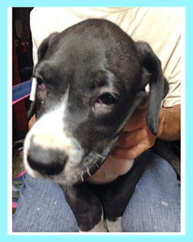 グレートデーン　マントル　オス　子犬販売の専門店　AngelWan　横浜