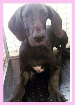 グレートデーン　ブラック　メス　子犬販売の専門店　AngelWan　横浜