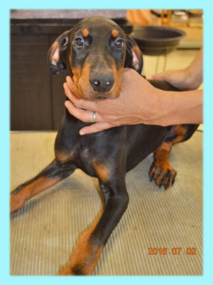 ドーベルマン　ブラック＆タン　オス　子犬販売の専門店　AngelWan　横浜