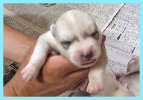 シベリアンハスキー シルバー&ホワイト オス 子犬販売の専門店 AngelWan 横浜