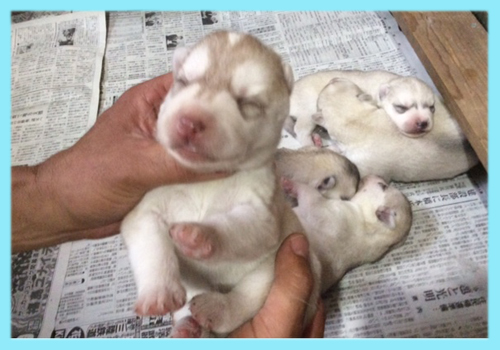 シベリアンハスキー　レッド＆ホワイト　オス　子犬販売の専門店　AngelWan　横浜