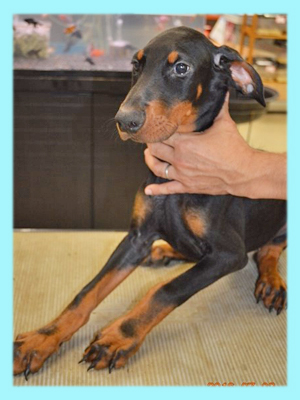 ドーベルマン　ブラック＆タン　オス　子犬販売の専門店　AngelWan　横浜