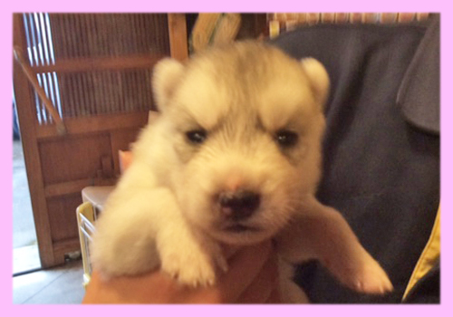 シベリアンハスキー　シルバー＆ホワイト　メス　子犬販売の専門店　AngelWan　横浜