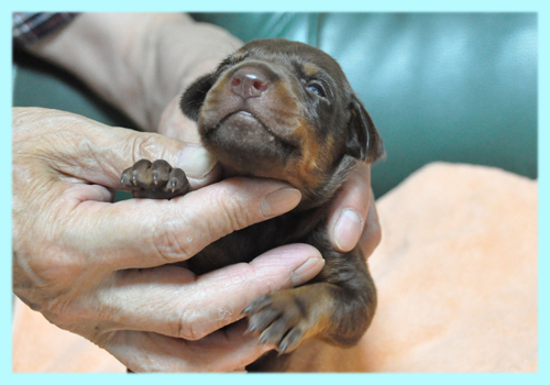 ドーベルマン　チョコレート＆タン　オス　子犬販売の専門店　AngelWan　横浜
