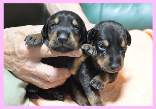ドーベルマン ブラック&タン メス 子犬販売の専門店 AngelWan 横浜