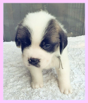 セントバーナード　メス　子犬販売の専門店　AngelWan　横浜