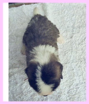 セントバーナード　メス　子犬販売の専門店　AngelWan　横浜