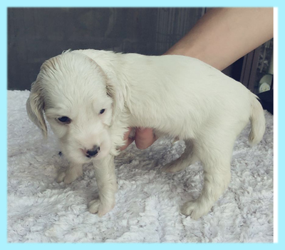 イングリッシュコッカースパニエル レモン オス 子犬販売の専門店 AngelWan 横浜