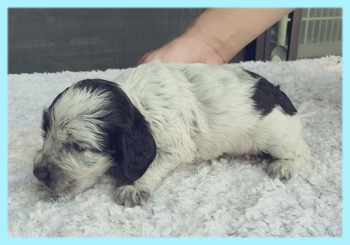 イングリッシュコッカースパニエル チョコレート&ローン オス 子犬販売の専門店 AngelWan 横浜