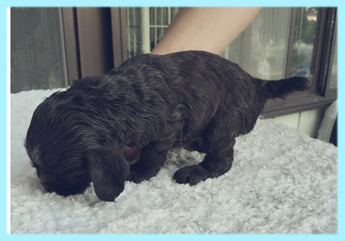 イングリッシュコッカースパニエル チョコレート オス 子犬販売の専門店 AngelWan 横浜