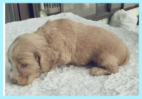 イングリッシュコッカースパニエル　レッド　オス　子犬販売の専門店　AngelWan　横浜