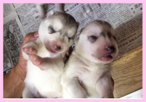 シベリアンハスキー　シルバー＆ホワイト　メス　子犬販売の専門店　AngelWan　横浜