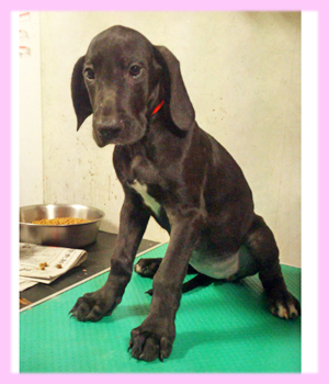 グレートデーン　ブラック　メス　子犬販売の専門店　AngelWan　横浜