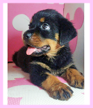 ロットワイラー メス 子犬販売の専門店 AngelWan 横浜