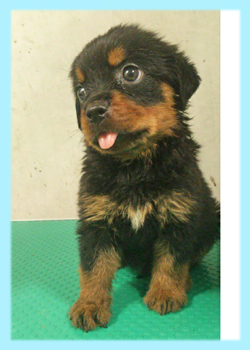 ロットワイラー　オス　子犬販売の専門店　AngelWan　横浜