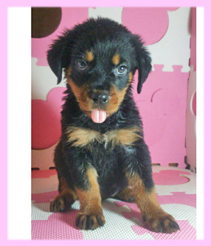 ロットワイラー メス 子犬販売の専門店 AngelWan 横浜