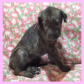 アイリッシュウルフハウンド　ブリンドル　メス　子犬販売の専門店　AngelWan　横浜