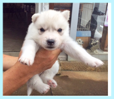 シベリアンハスキー シルバー&ホワイト オス 子犬販売の専門店 AngelWan 横浜